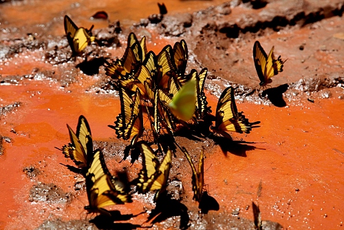 PATAGONIE - papillons - © Doris Stricher