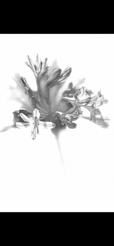  - © Doris Stricher