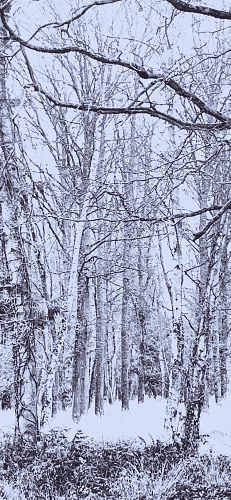  - &copy; Doris Stricher