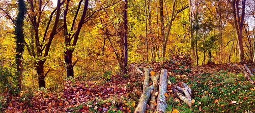  - &copy; Doris Stricher