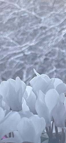  - &copy; Doris Stricher