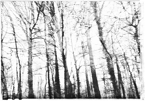 Digital art photography - Black and White - printed on plexi 140cmX120cm  - © Doris Stricher