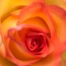 Rose Orange