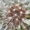 Dandelion (2)