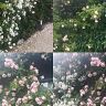 les roses de Framboisee