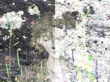 Expression gravure de nature #photographie #digital #art ©DorisStricher - - © Doris Stricher